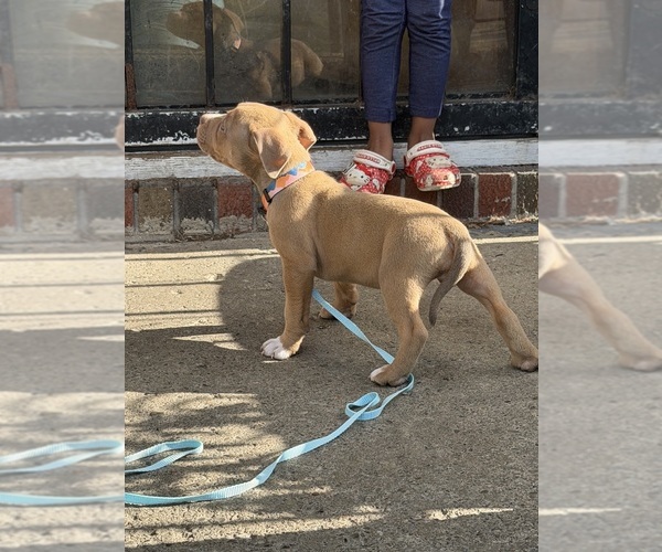 Medium Photo #4 American Bully Puppy For Sale in BUFFALO, NY, USA