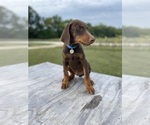 Small Photo #9 Doberman Pinscher Puppy For Sale in BROOKFIELD, MO, USA