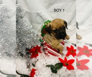 Pug Puppy for sale in PANORAMA CITY, CA, USA