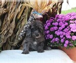 Small Photo #8 Labradoodle Puppy For Sale in FREDERICKSBURG, OH, USA