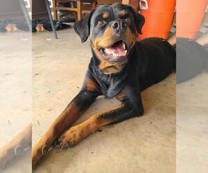 Bubbles - Female Rottweiler Dog for Adoption