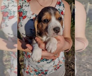 Beagle Puppy for sale in EVERETT, WA, USA