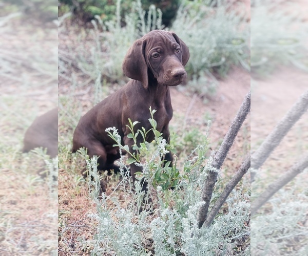 Medium Photo #35 German Shorthaired Pointer Puppy For Sale in DENVER, CO, USA