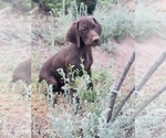 Small #34 German Shorthaired Pointer