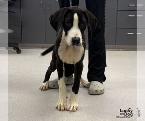 Diesel - Male Great Dane-Labrador Retriever Mix Dog for Adoption