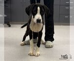 Diesel - Male Great Dane-Labrador Retriever Mix Dog for Adoption - Small photo