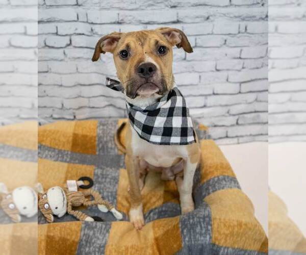 Medium Photo #2 Bull-Boxer Puppy For Sale in Kennesaw, GA, USA