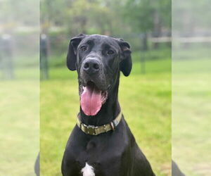 Great Dane Dogs for adoption in Bullard, TX, USA