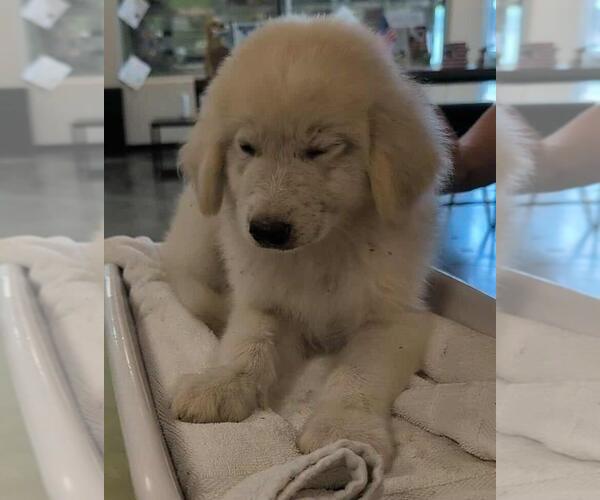 Medium Photo #1 Great Pyrenees Puppy For Sale in Rockwall, TX, USA