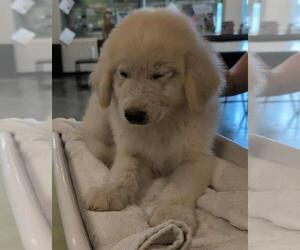 Medium Great Pyrenees