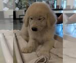 Small Great Pyrenees