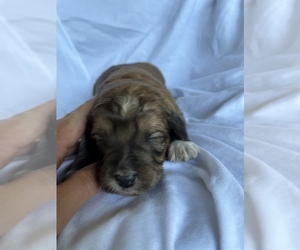 Aussiedoodle Miniature  Puppy for sale in SKY ACRES, VT, USA