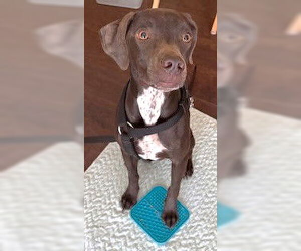 Medium Photo #7 Mutt Puppy For Sale in Boonton, NJ, USA