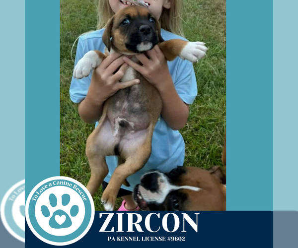 Medium Photo #2 Boxer-Unknown Mix Puppy For Sale in Kimberton, PA, USA