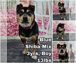 Small Shiba Inu Mix