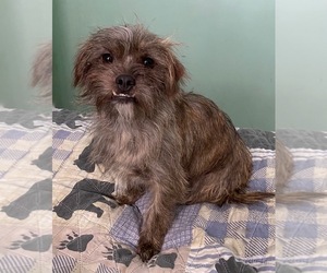 ShiChi Dogs for adoption in MAHWAH, NJ, USA