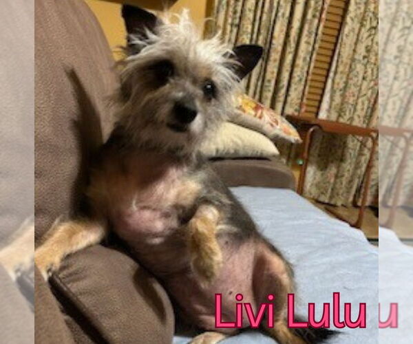 Medium Photo #9 Mutt Puppy For Sale in San Antonio, TX, USA