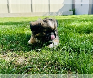 Pekingese Puppy for sale in STAR, ID, USA
