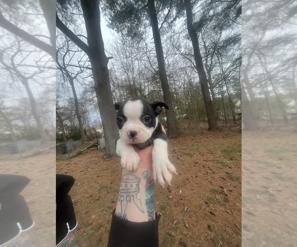 Medium Photo #7 Boston Terrier Puppy For Sale in COVENTRY, RI, USA