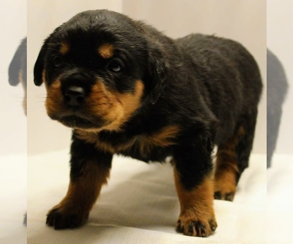 Medium Photo #9 Rottweiler Puppy For Sale in ROCKFORD, IL, USA