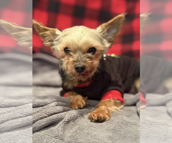 Medium Photo #3 Mutt Puppy For Sale in St. Louis Park, MN, USA