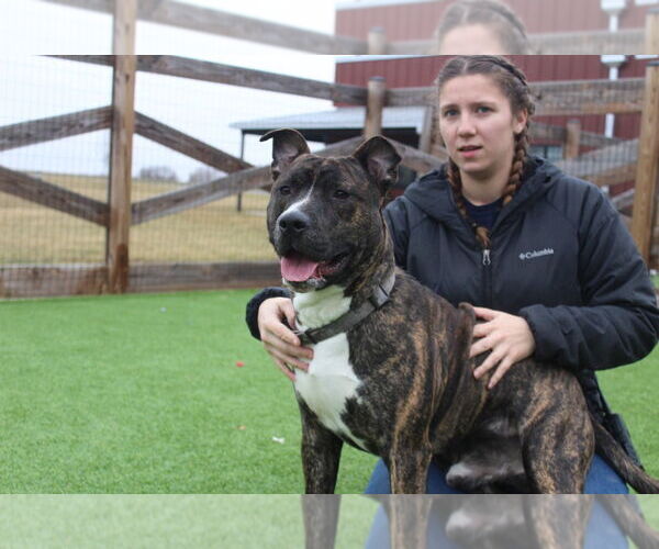 Medium Photo #4 Mutt Puppy For Sale in Chestertown, MD, USA