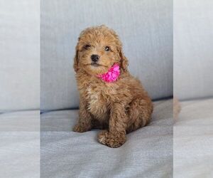 Poodle (Toy) Puppy for sale in GULF SHORES, AL, USA