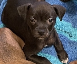 Boxer Puppy for sale in PUYALLUP, WA, USA