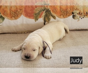 Medium Golden Retriever