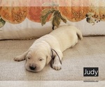 Puppy Judy Golden Retriever
