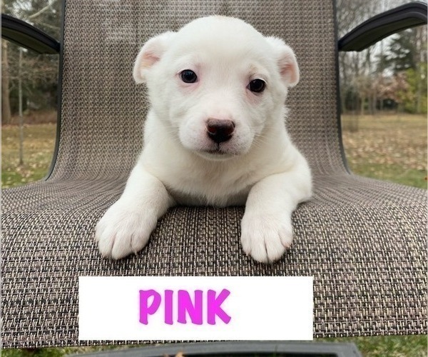 Medium Photo #2 Australian Cattle Dog Puppy For Sale in RICHMOND, MI, USA