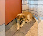Small #3 Chow Chow Mix