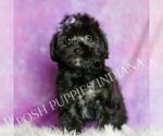 Small #4 Morkie