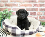 Small #1 Labrador Retriever