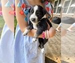 Small #5 Australian Shepherd