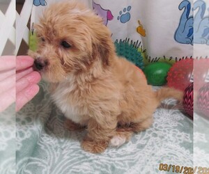 Chihuahua-Poodle (Toy) Mix Puppy for sale in RATTAN, OK, USA