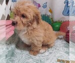 Small Chihuahua-Poodle (Toy) Mix