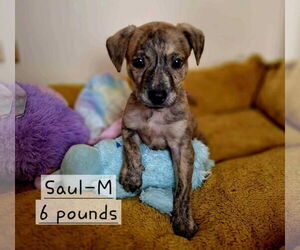 Plott Hound-Unknown Mix Dogs for adoption in SHERBURNE, NY, USA