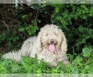 Mother of the Goldendoodle-Poodle (Standard) Mix puppies born on 02/26/2021