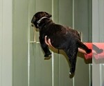 Small Photo #19 Presa Canario Puppy For Sale in PHILADELPHIA, PA, USA