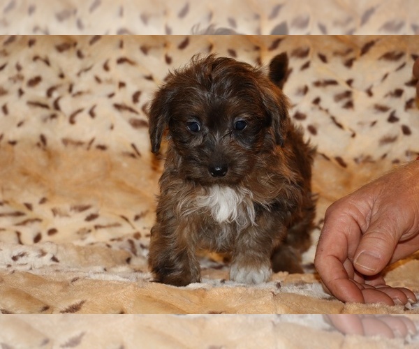 Medium Photo #14 Yorkiepoo mix (+ Poodle Toy) Puppy For Sale in DYERSBURG, TN, USA