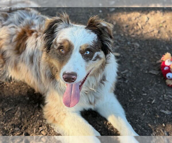 Medium Photo #1 Australian Shepherd Puppy For Sale in Santa Cruz, CA, USA