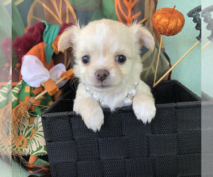 Chihuahua Puppy for Sale in NEWVILLE, Pennsylvania USA