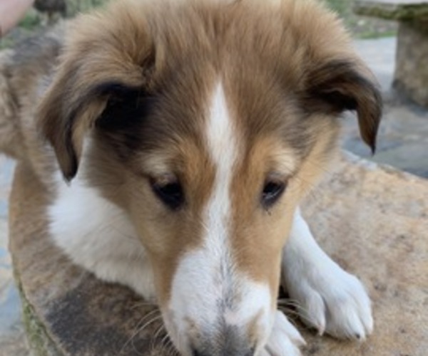 Medium Photo #3 Collie Puppy For Sale in DURHAM, NC, USA