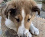 Small Photo #3 Collie Puppy For Sale in DURHAM, NC, USA