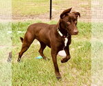 Small #14 Great Dane-Labrador Retriever Mix