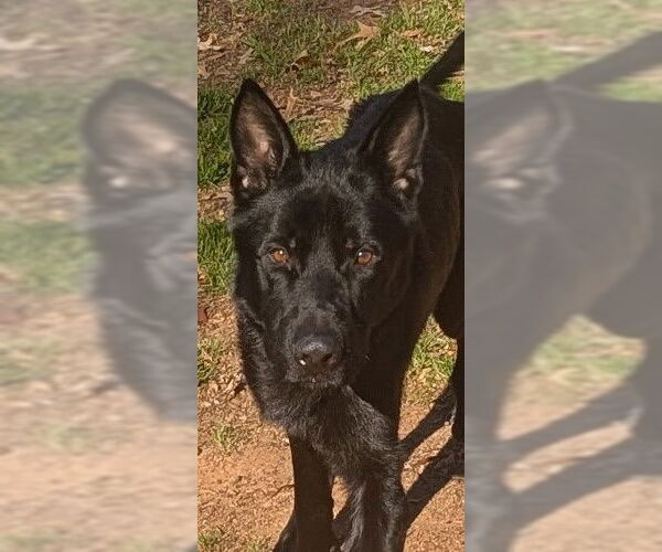 Medium Photo #3 German Shepherd Dog Puppy For Sale in LOGANVILLE, GA, USA