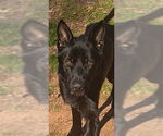 Small #2 German Shepherd Dog