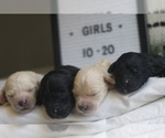 Small Photo #7 Goldendoodle Puppy For Sale in CAPON BRIDGE, WV, USA