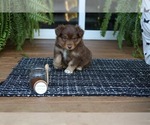 Puppy Cayenne Miniature American Shepherd